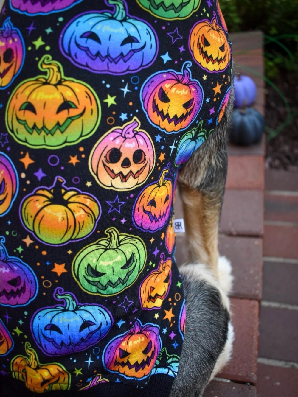 Bums and Roses Pumpkin Multicolor Dog Sweater, Glow Hard or Glow Home